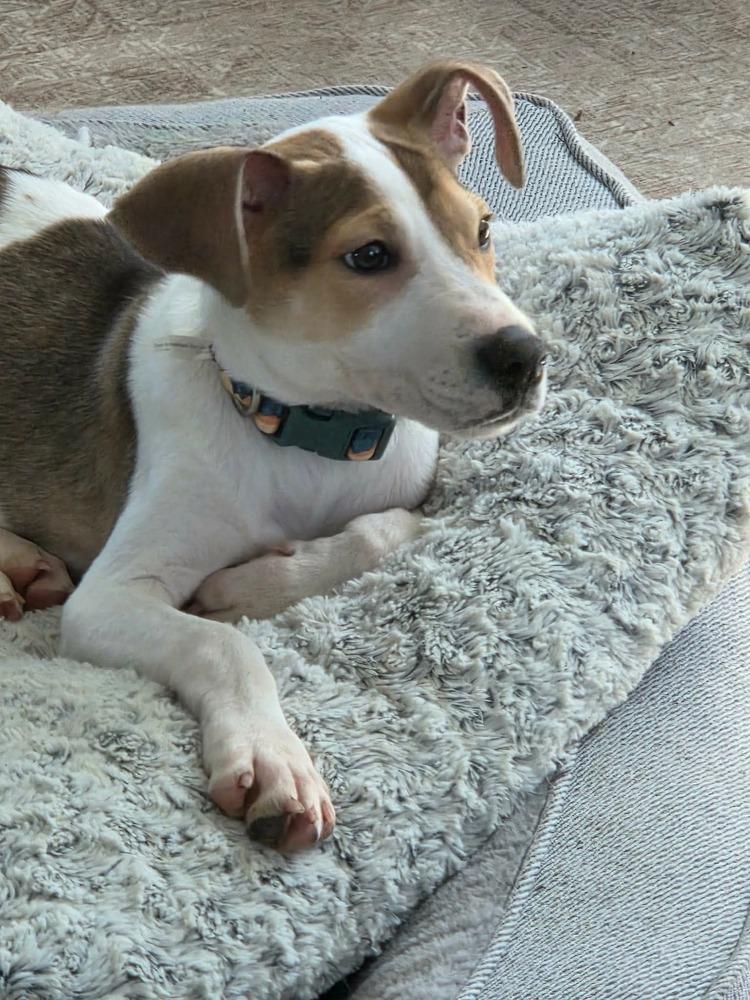 Enlarge Dahlia, a Adoptable mixed breed in Middletown, CT image 6/6