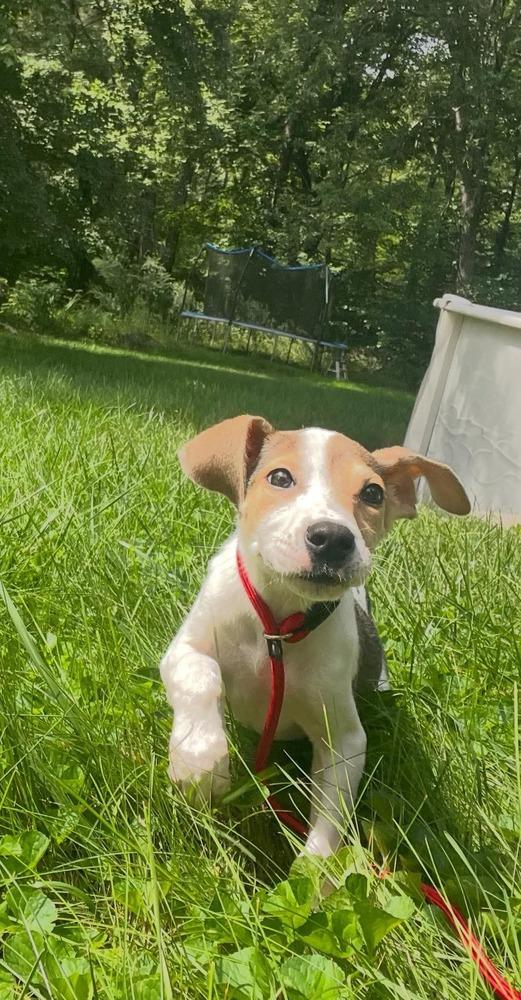 Enlarge Dahlia, a Adoptable mixed breed in Middletown, CT image 5/6