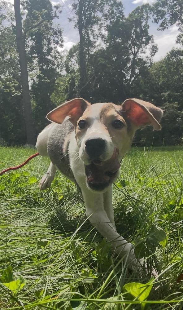 Enlarge Dahlia, a Adoptable mixed breed in Middletown, CT image 6/6