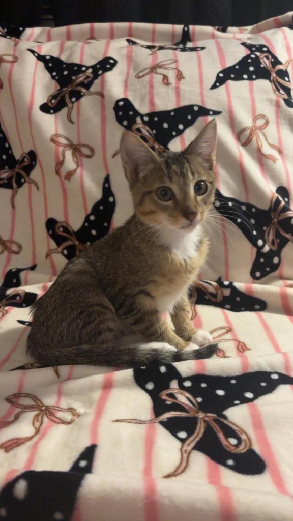 Pickles, Adoptable, Kitten Male Domestic Short Hair.