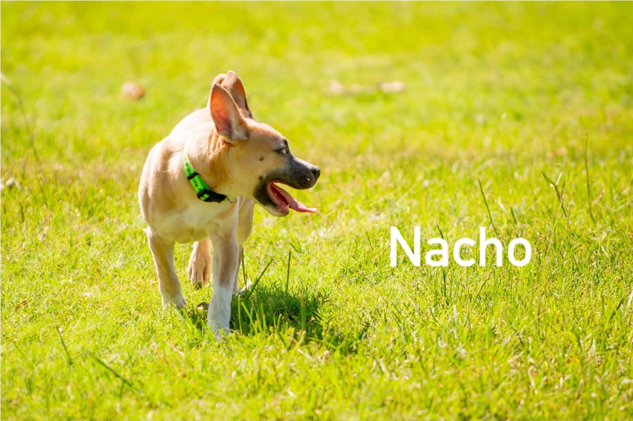 Enlarge Nacho, a Adopted mixed breed in Douglas, MA image 3/4