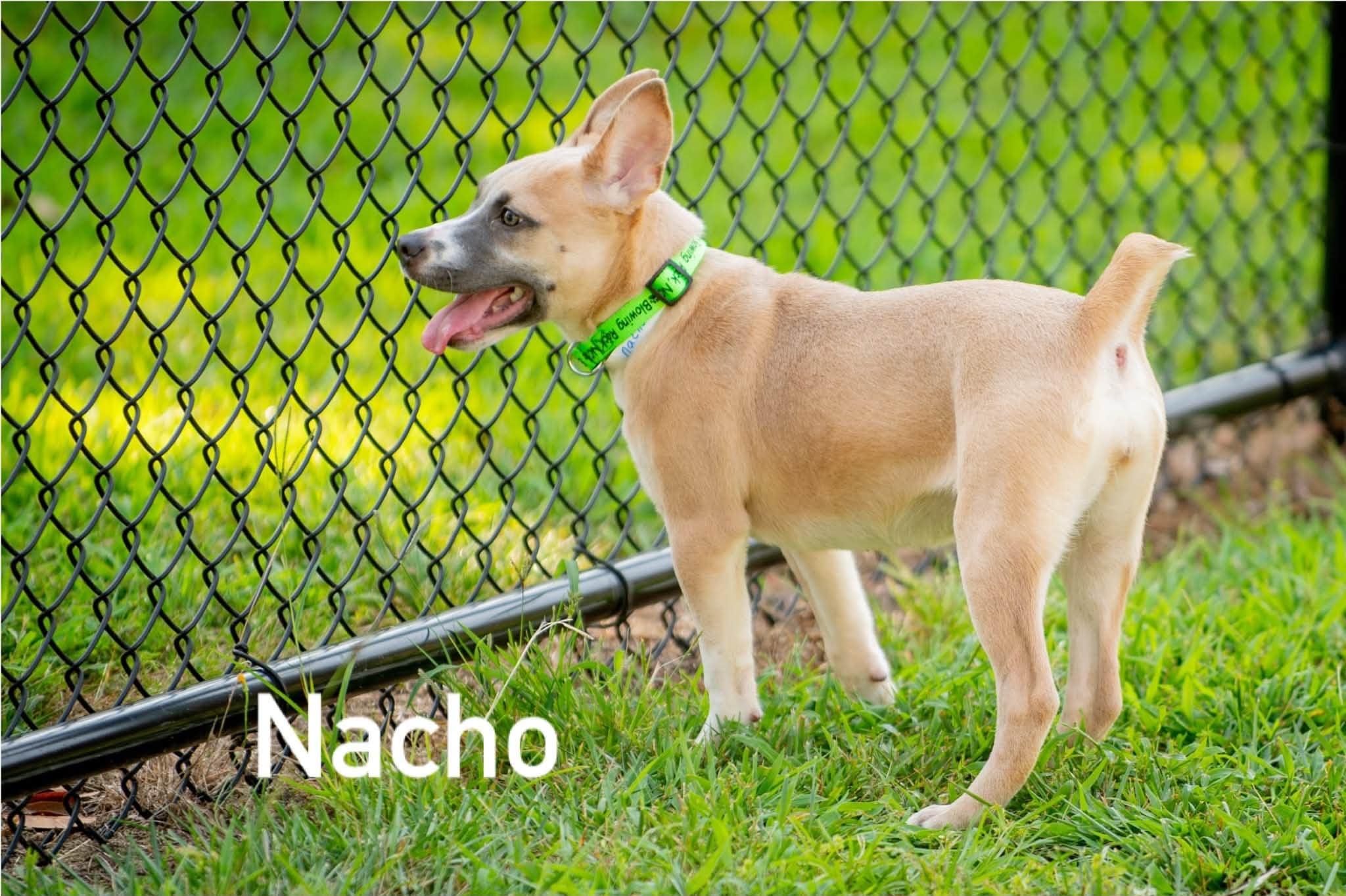 Nacho, Adopted, Puppy Female Carolina Dog.