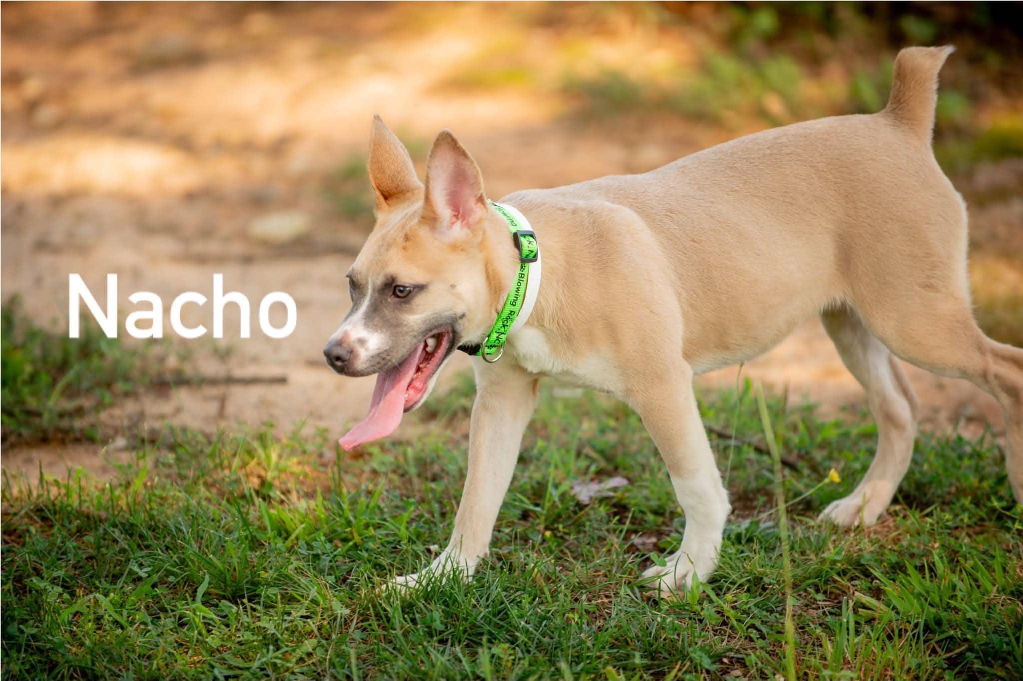 Enlarge Nacho, a Adopted mixed breed in Douglas, MA image 4/4