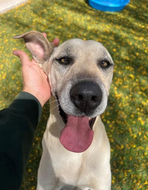 CLEO, Adoptable, Adult Female Labrador Retriever & Mixed Breed.