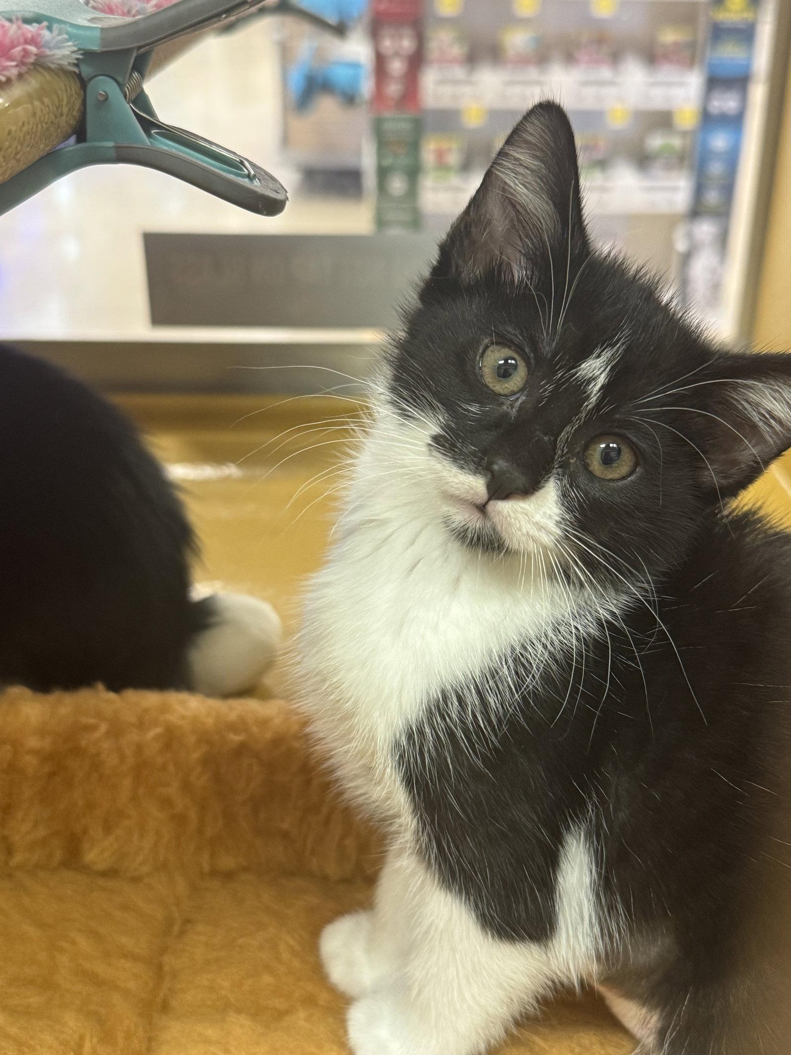Star, Adoptable, Young Female Domestic Short Hair.
