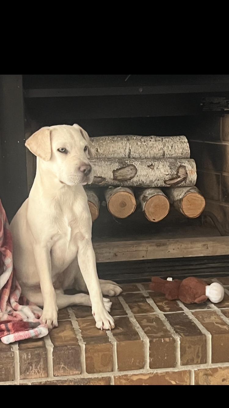 Enlarge Lacie, an adoptable mixed breed in Pensacola, FL image 1/3