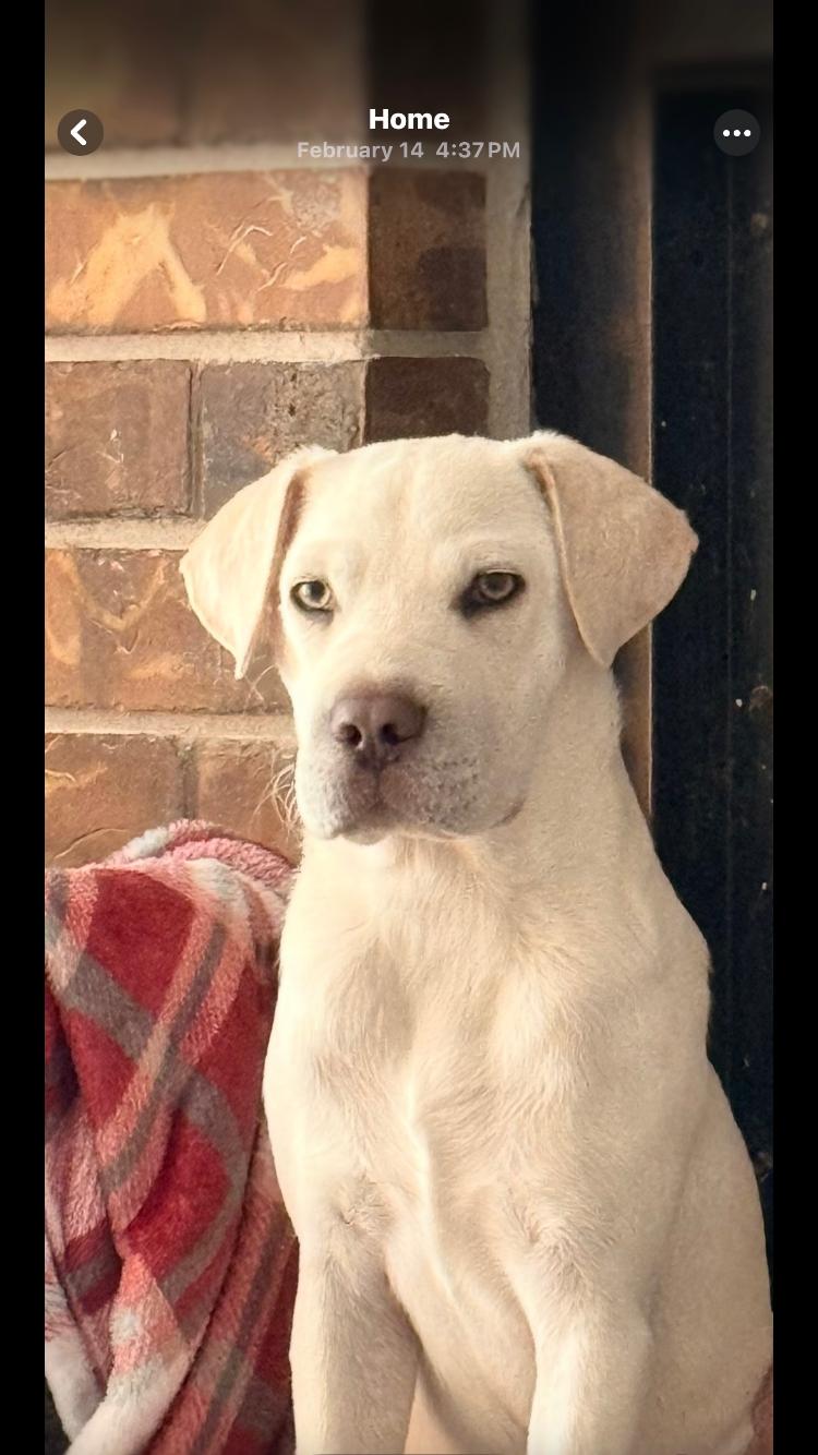 Enlarge Lacie, an adoptable mixed breed in Pensacola, FL image 3/3