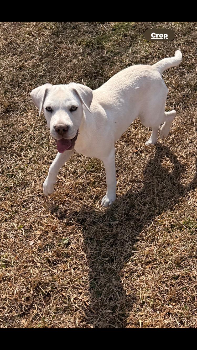 Enlarge Lacie, an adoptable mixed breed in Pensacola, FL image 2/3