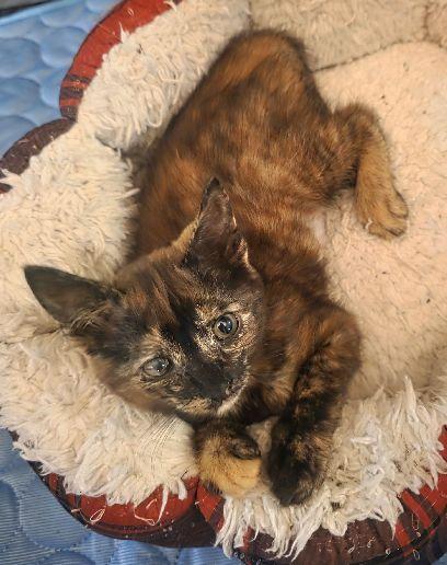 Millie May, a Adoptable Domestic Medium Hair in Lafayette, LA image 2/3