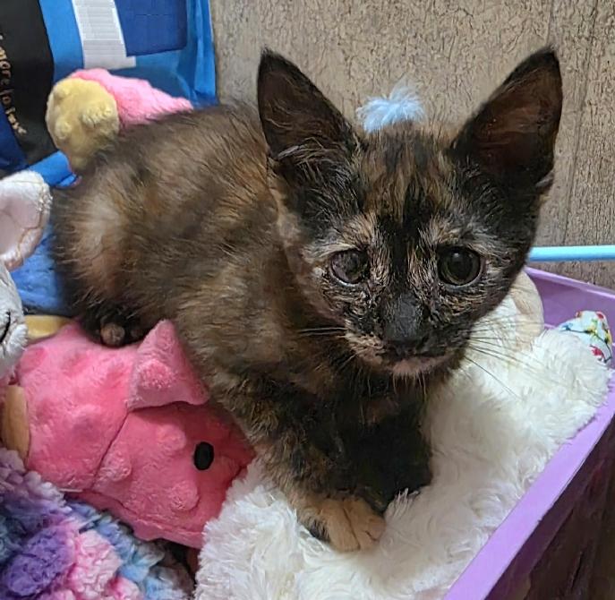 Millie May, Adoptable, Kitten Female Domestic Medium Hair.