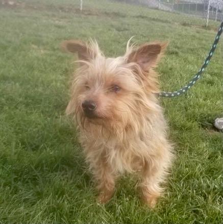 Enlarge Jasper, a Adopted Yorkshire Terrier in New Manchester, WV image 1/1