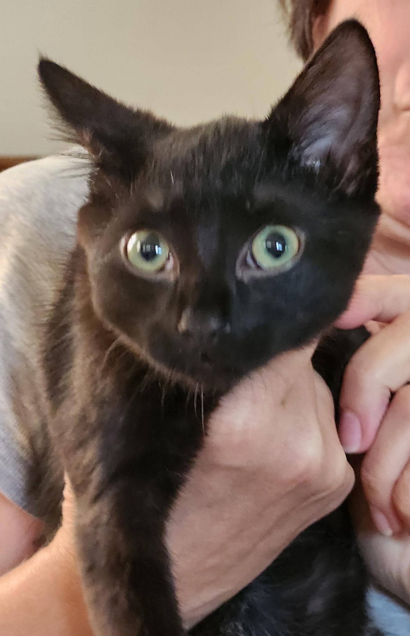 Honey Bear, Adopted, Kitten Female Domestic Short Hair.