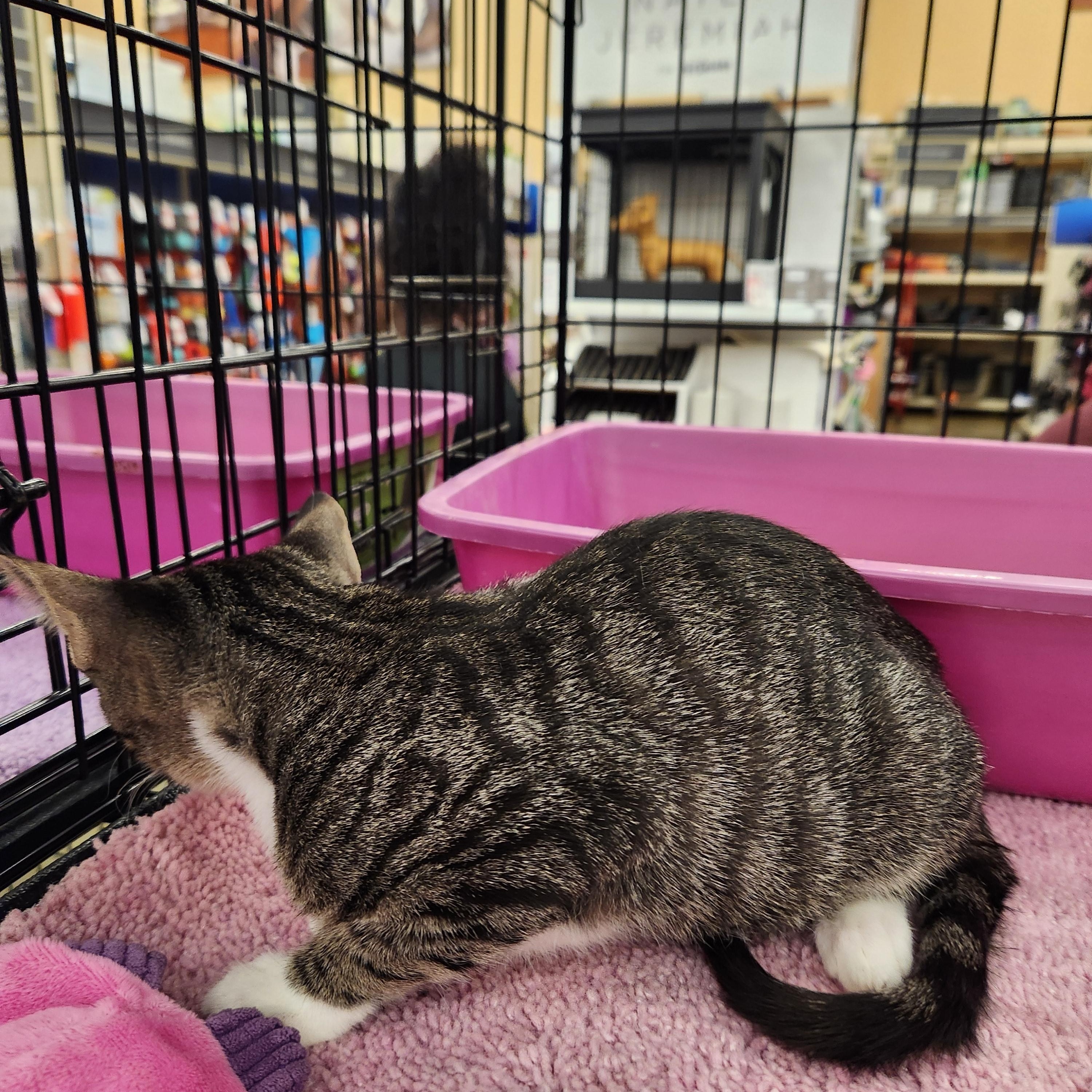 Beannie, a Adoptable American Shorthair in Buena Park, CA image 1/3