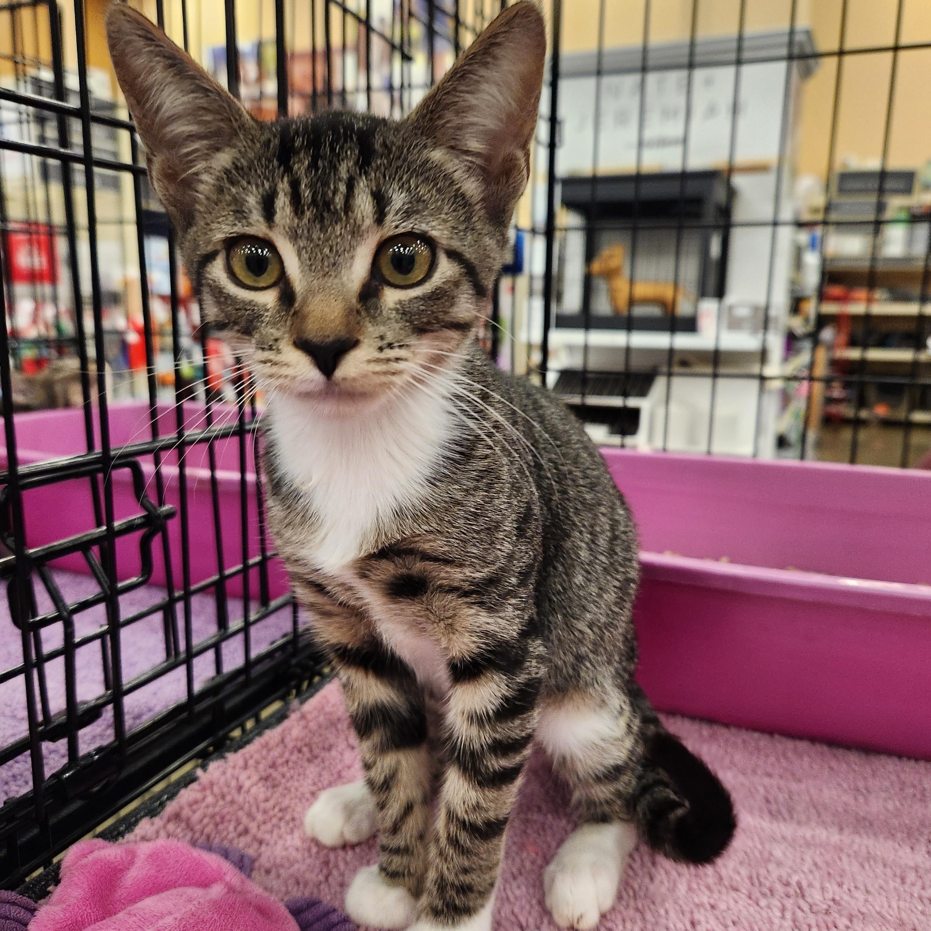 Beannie, a Adoptable American Shorthair in Buena Park, CA image 2/3
