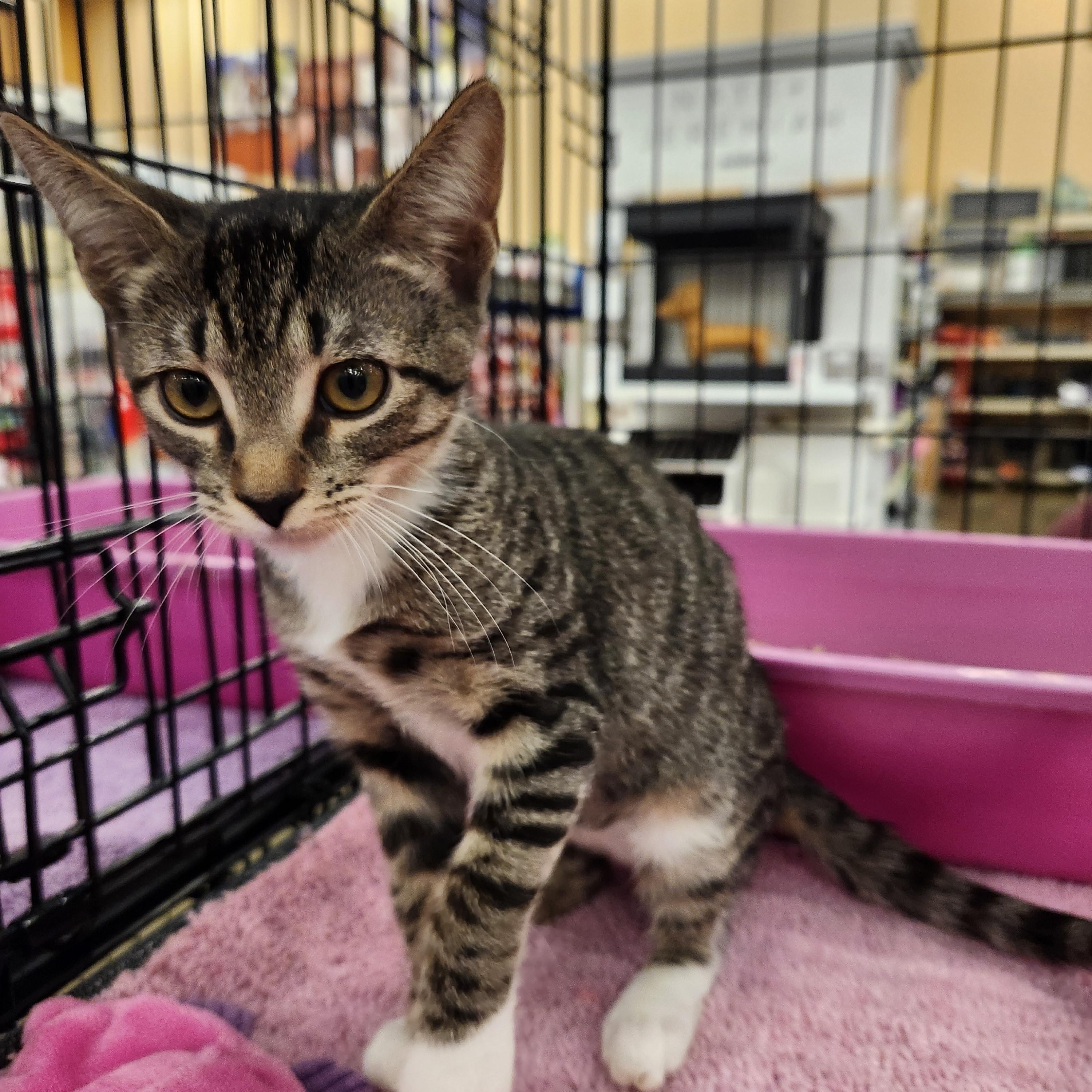 Beannie, Baby Male American Shorthair