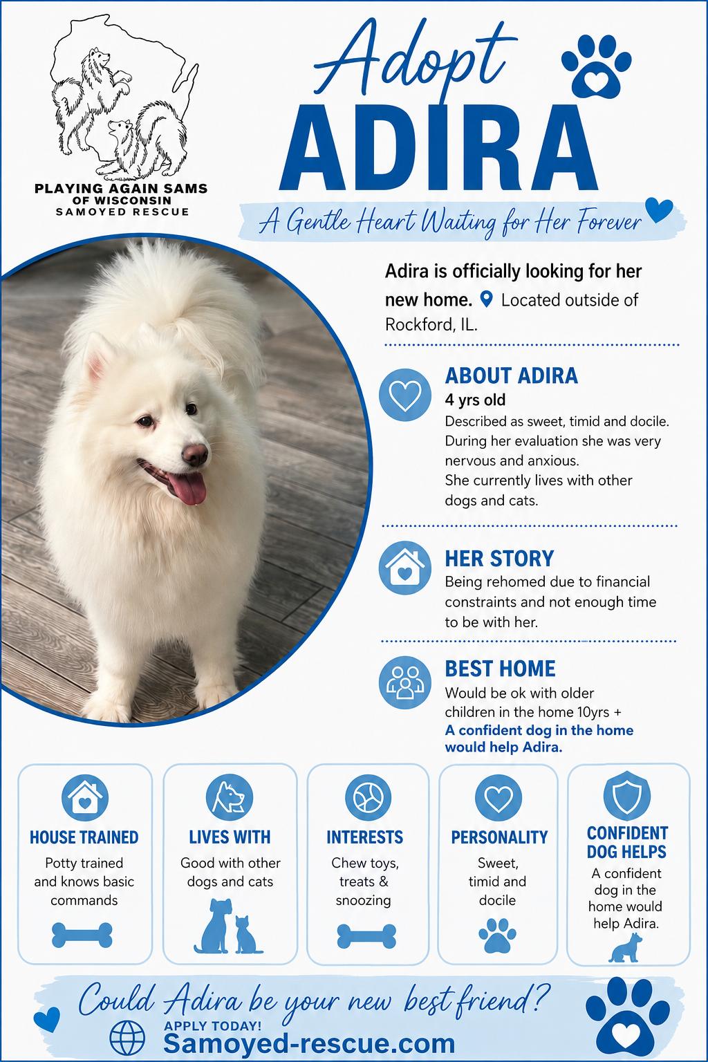 Enlarge Adira, a ADOPTABLE Samoyed in Milwaukee, WI image 1/1