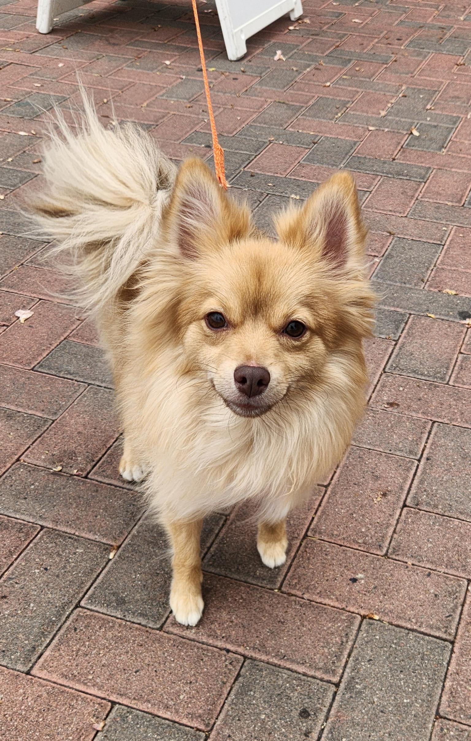 Enlarge CHELA, an adopted Pomeranian in Las Vegas, NV image 3/6