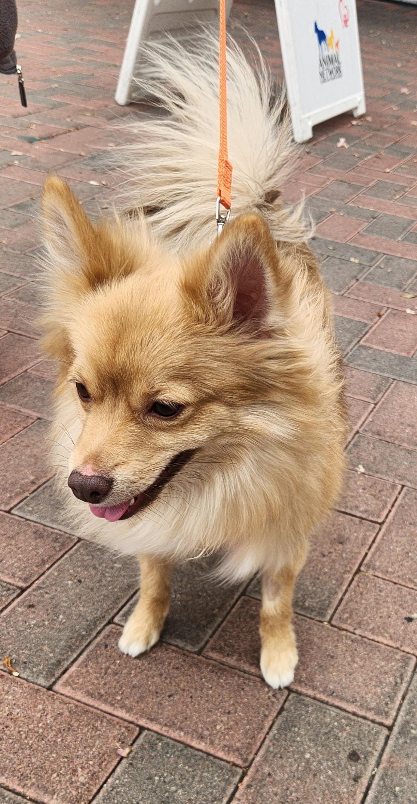 Enlarge CHELA, an adopted Pomeranian in Las Vegas, NV image 5/6