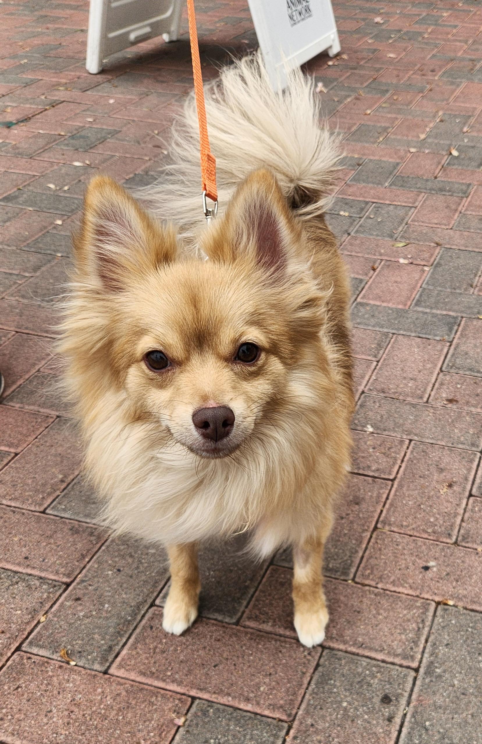 Enlarge CHELA, an adopted Pomeranian in Las Vegas, NV image 2/6