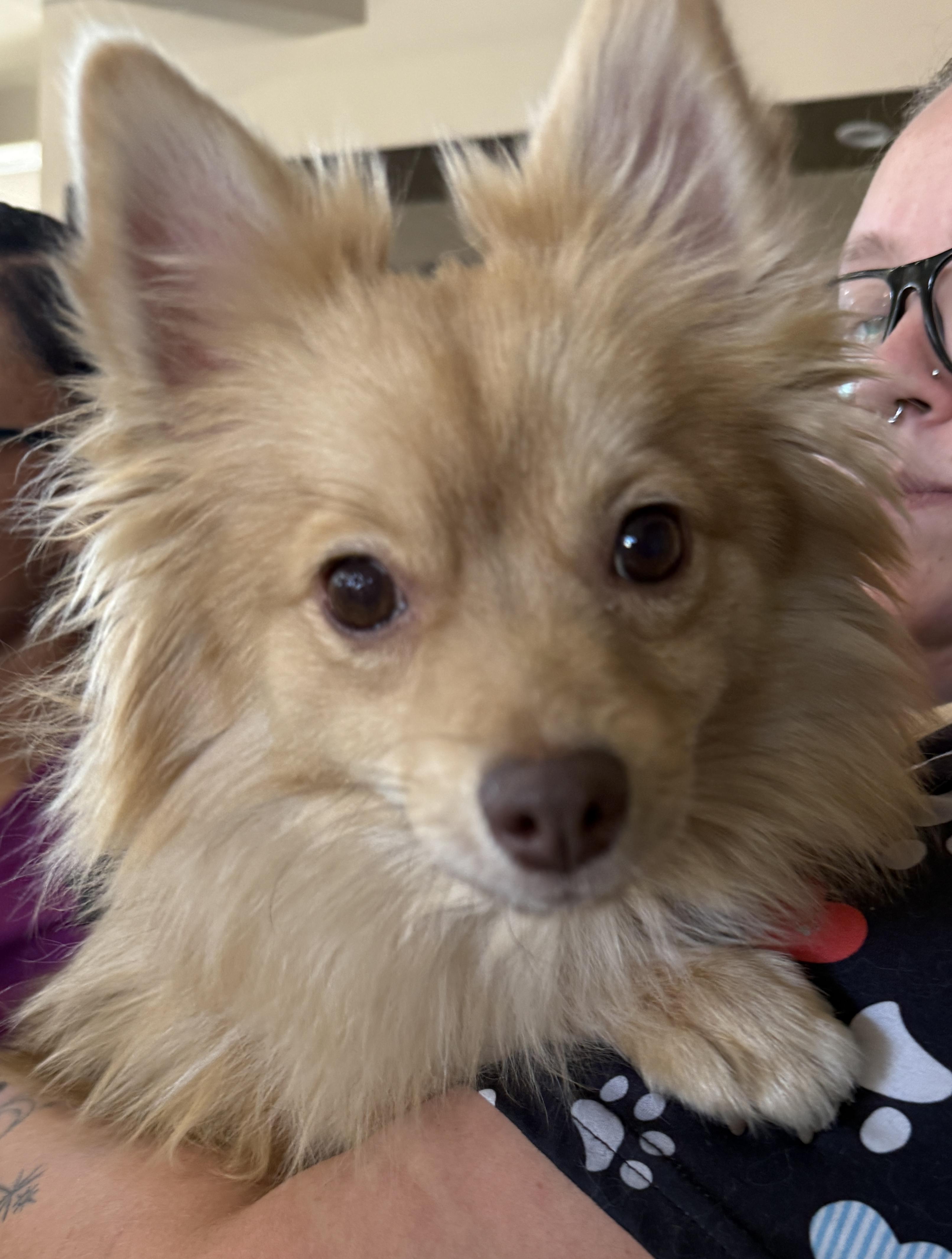 Enlarge CHELA, an adopted Pomeranian in Las Vegas, NV image 4/6