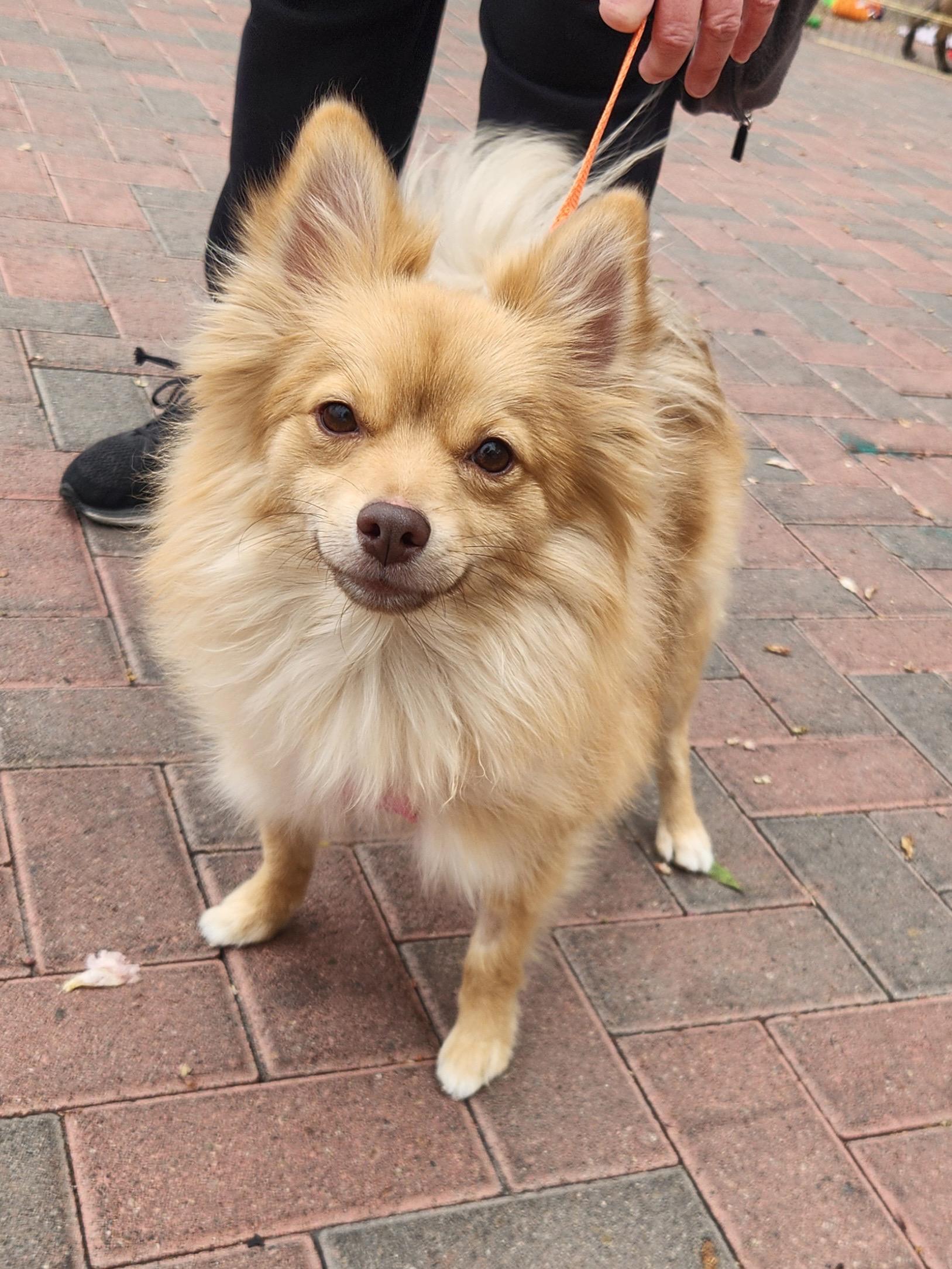 Enlarge CHELA, an adopted Pomeranian in Las Vegas, NV image 6/6