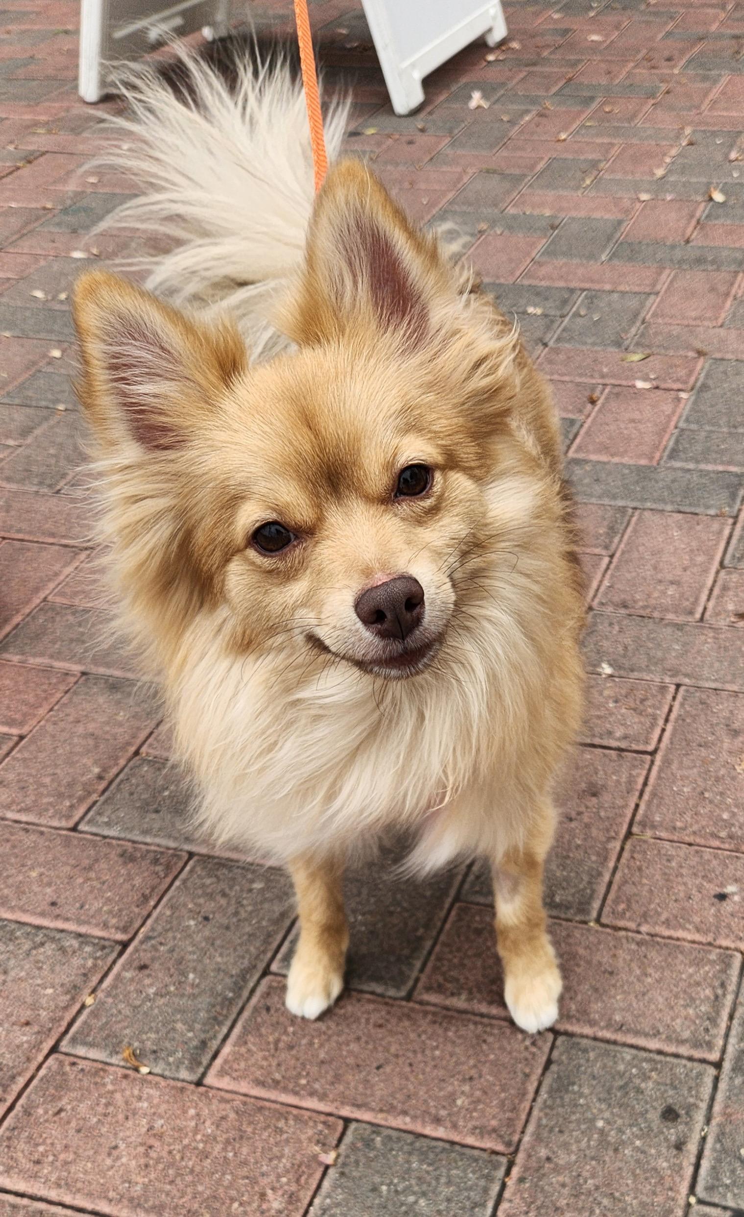 Enlarge CHELA, an adopted Pomeranian in Las Vegas, NV image 1/6