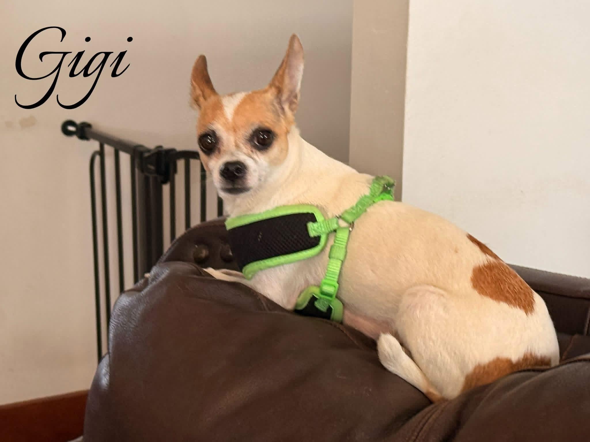 Gigi, adopted, Young Female Chihuahua.