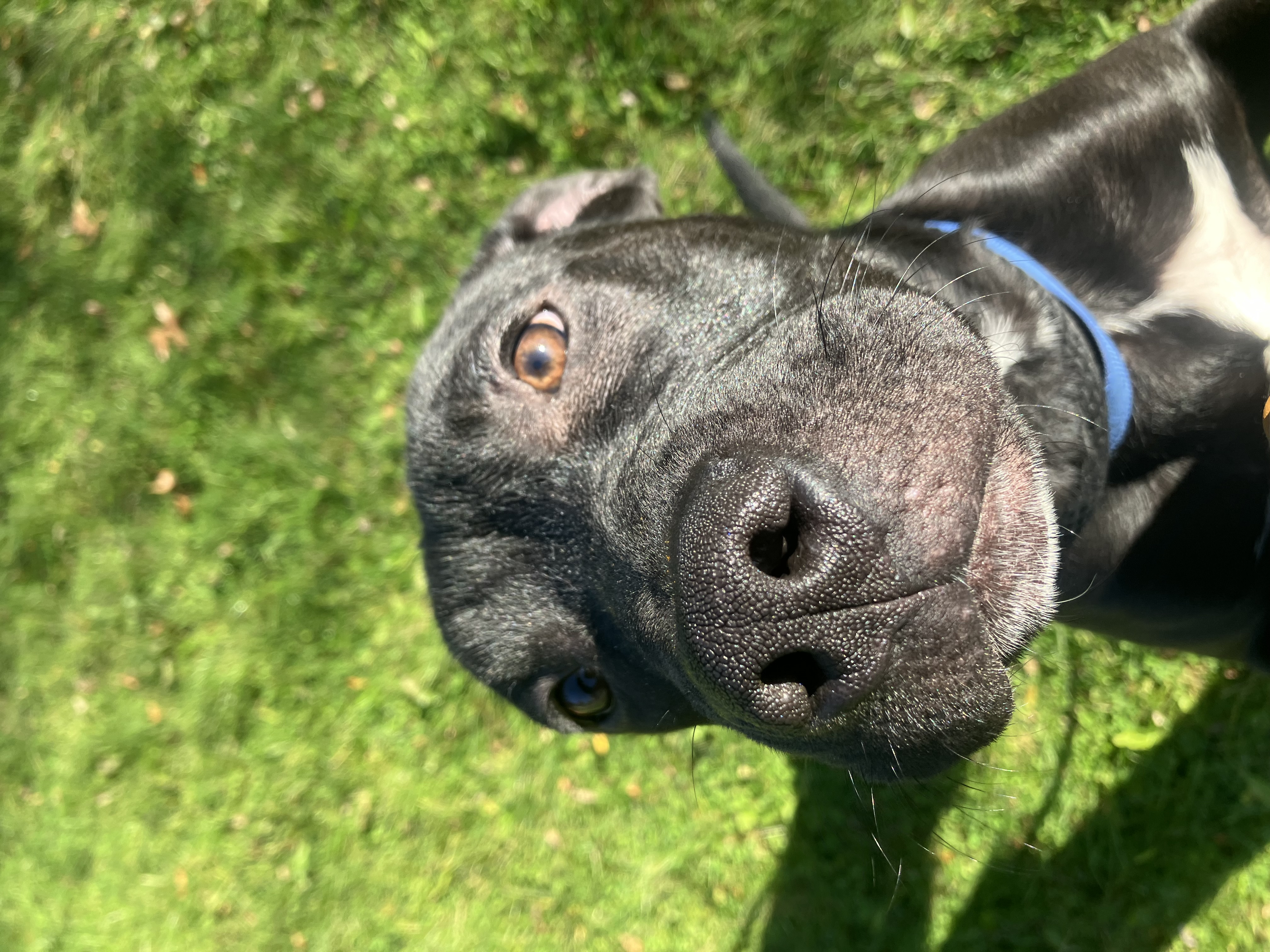 Enlarge Jax, a Adoptable Black Labrador Retriever in Binghamton, NY image 5/5