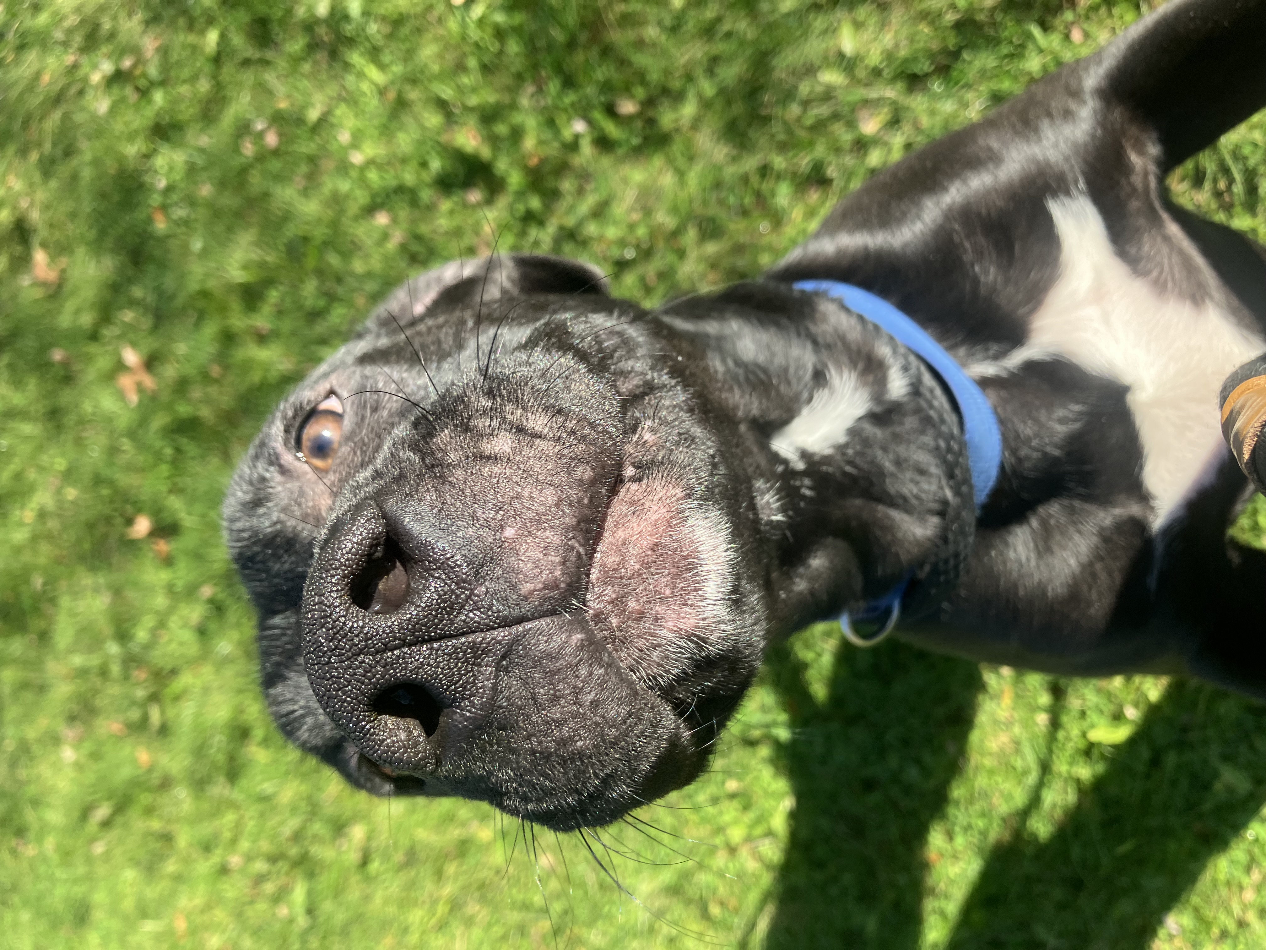 Enlarge Jax, a Adoptable Black Labrador Retriever in Binghamton, NY image 1/5