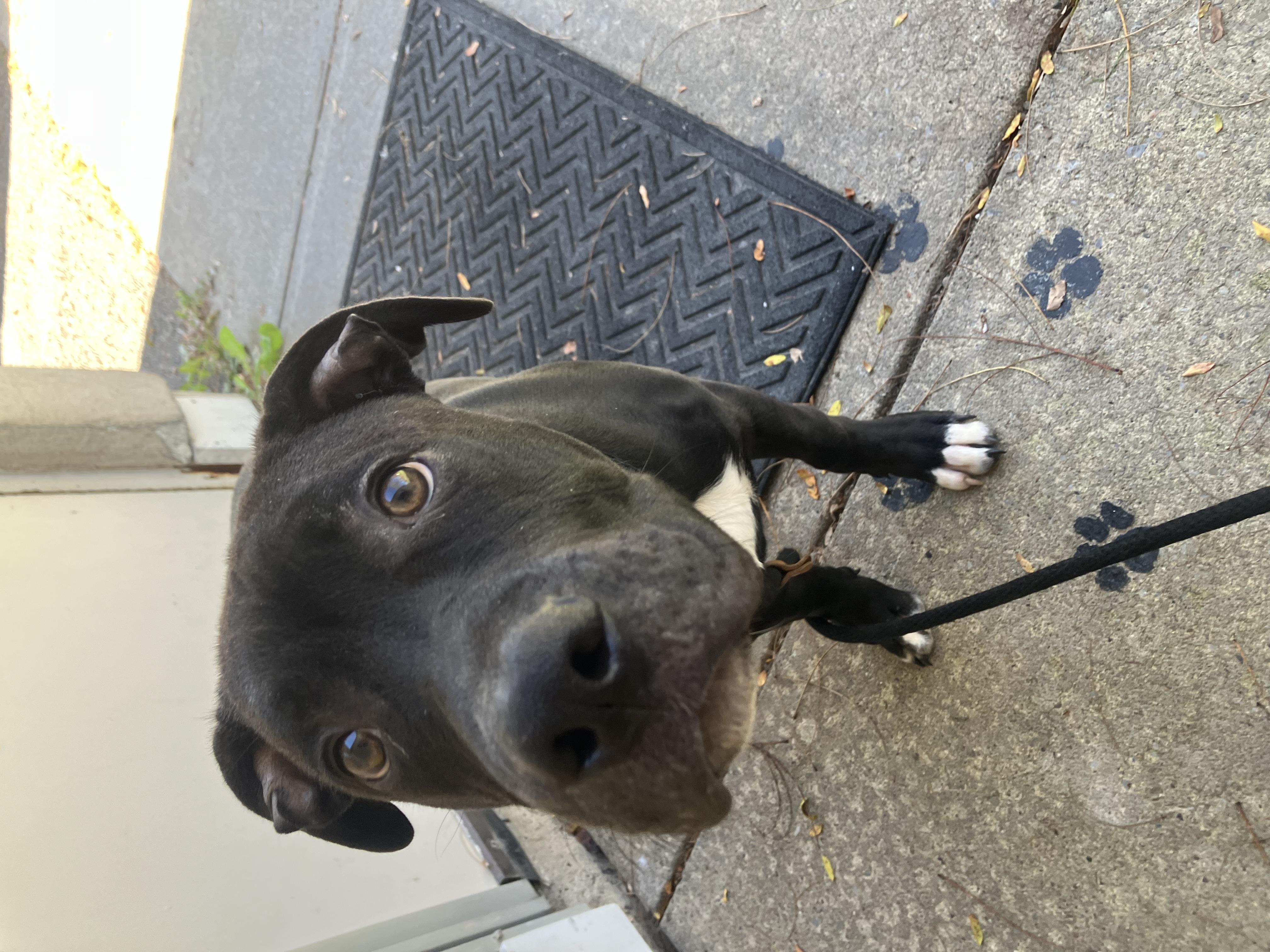 Enlarge Jax, a Adoptable Black Labrador Retriever in Binghamton, NY image 4/5