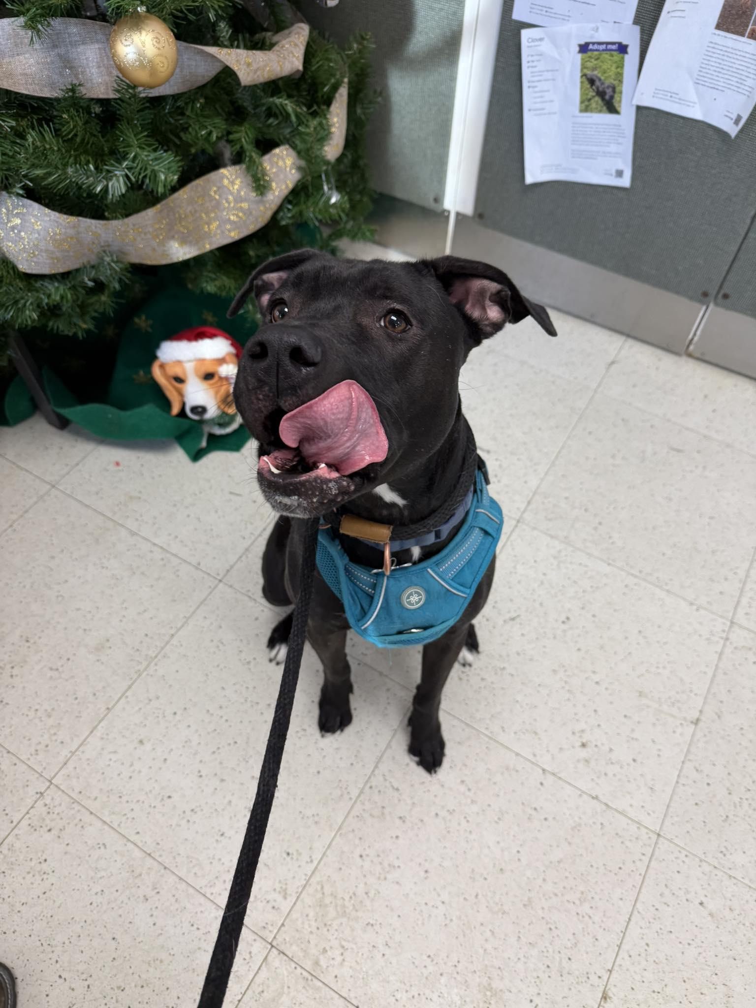 Enlarge Jax, a Adoptable Black Labrador Retriever in Binghamton, NY image 2/5
