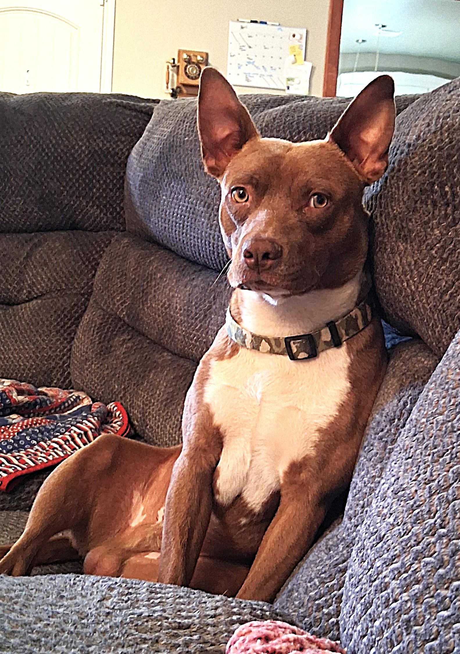 Enlarge CS Rosco, a Adoptable Pit Bull Terrier in Vancouver, WA image 1/4