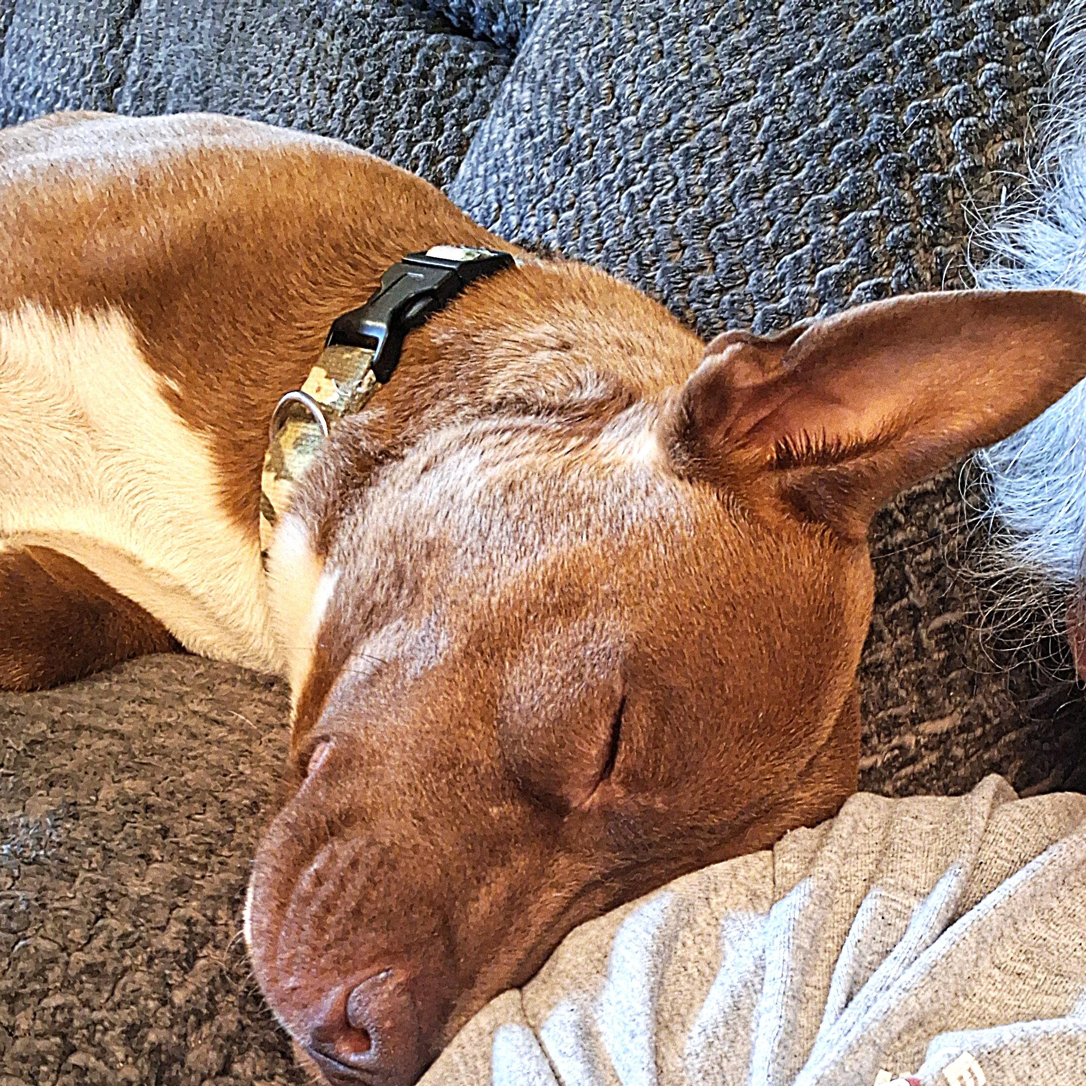 Enlarge CS Rosco, a Adoptable Pit Bull Terrier in Vancouver, WA image 2/4