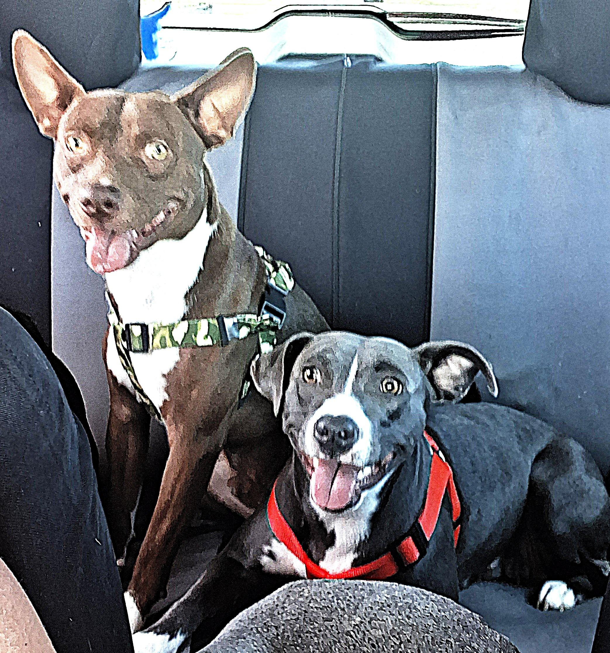 Enlarge CS Rosco, a Adoptable Pit Bull Terrier in Vancouver, WA image 4/4