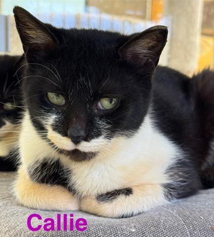 Callie, Adoptable, Adult Female Domestic Short Hair & Domestic Short Hair.