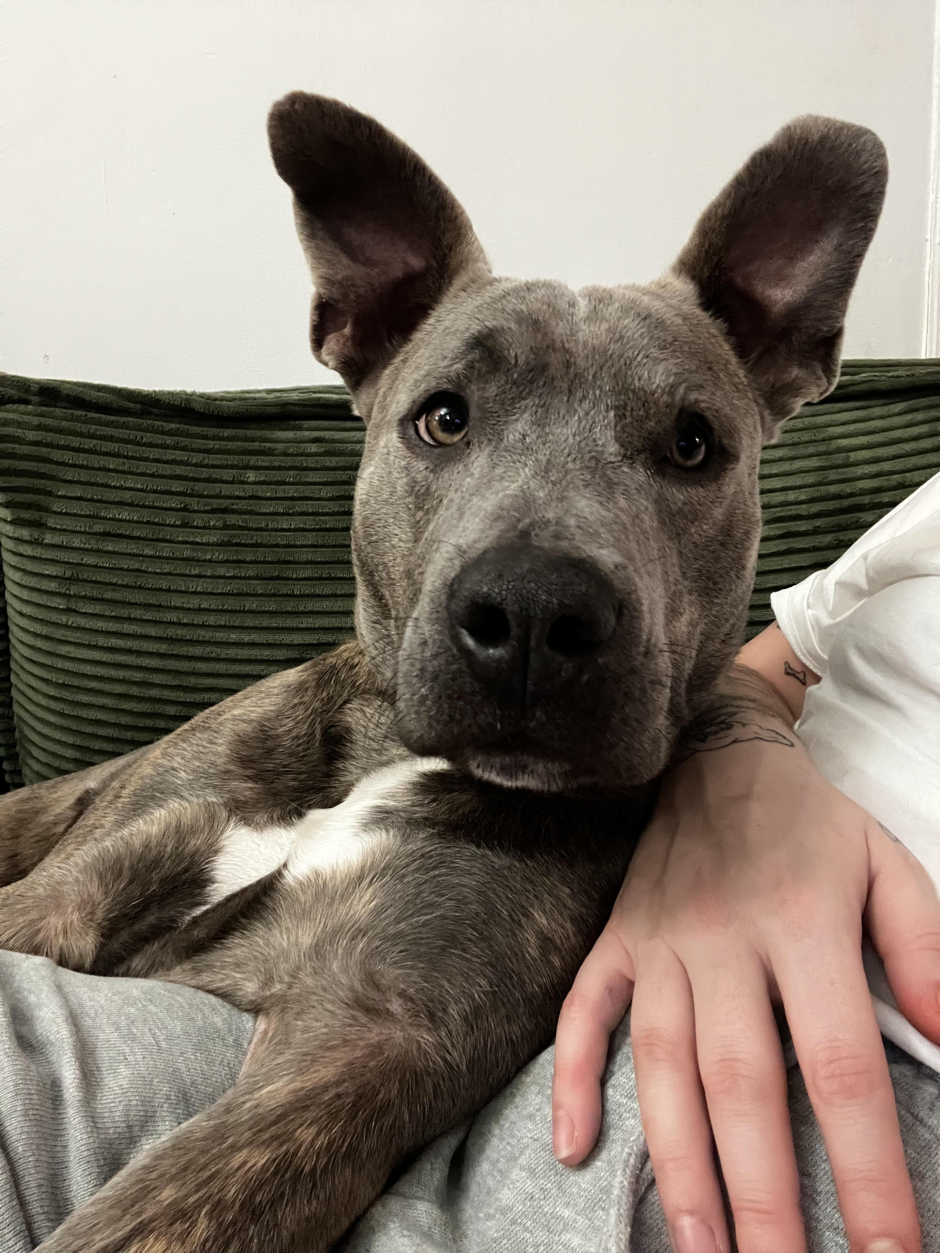 Enlarge Max, a Adoptable mixed breed in New York, NY image 1/5