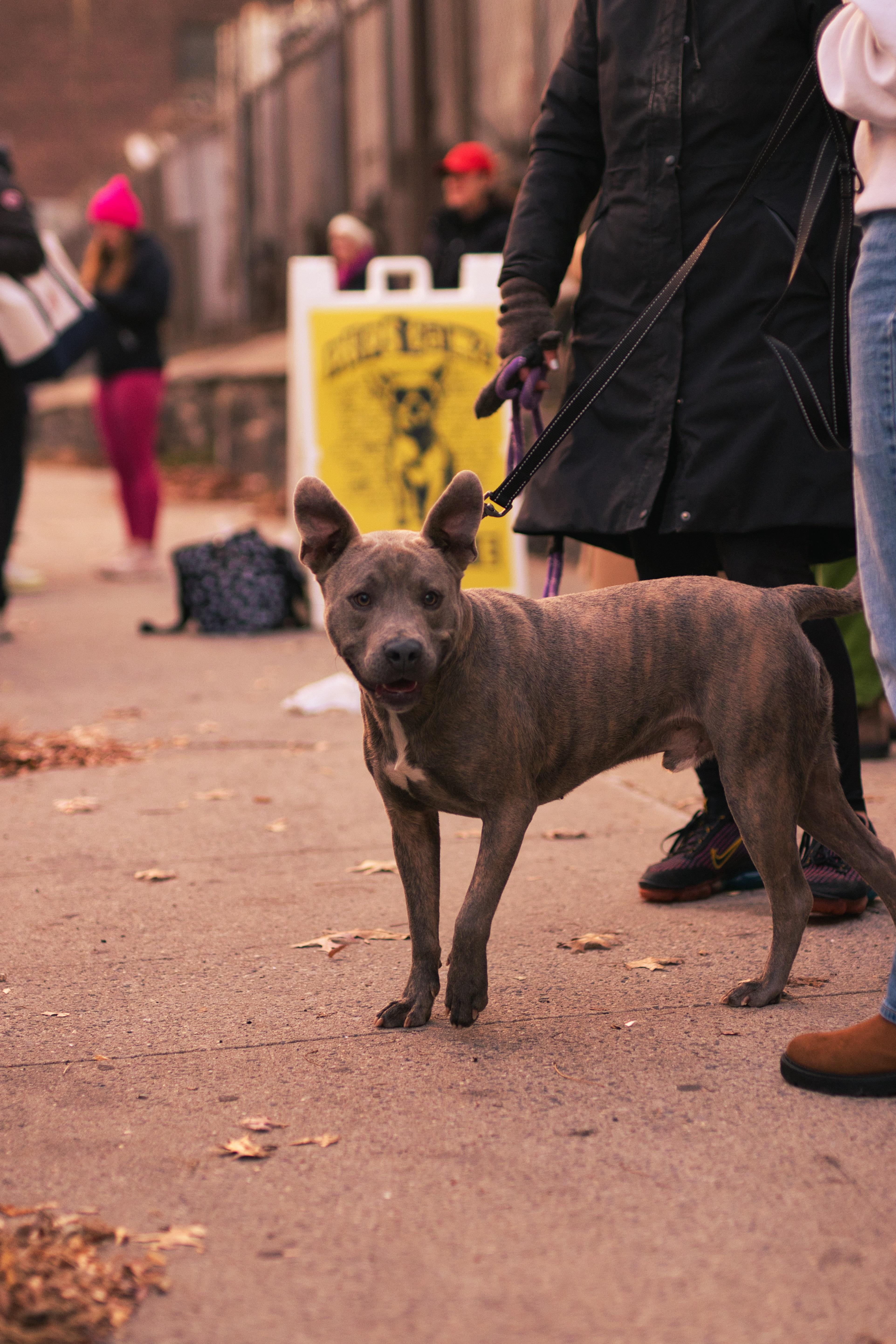 Enlarge Max, a Adoptable mixed breed in New York, NY image 2/5