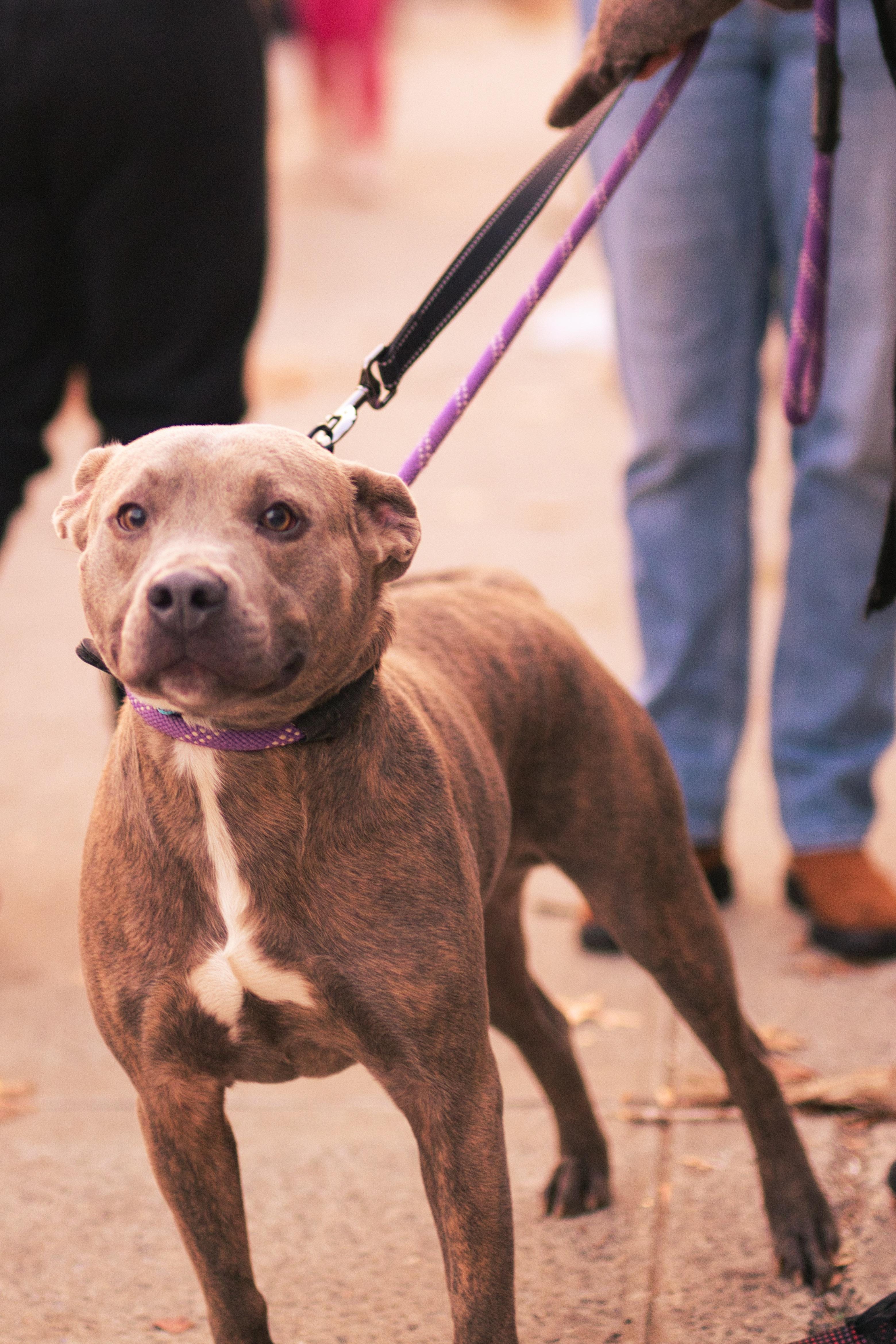 Enlarge Max, a Adoptable mixed breed in New York, NY image 3/5