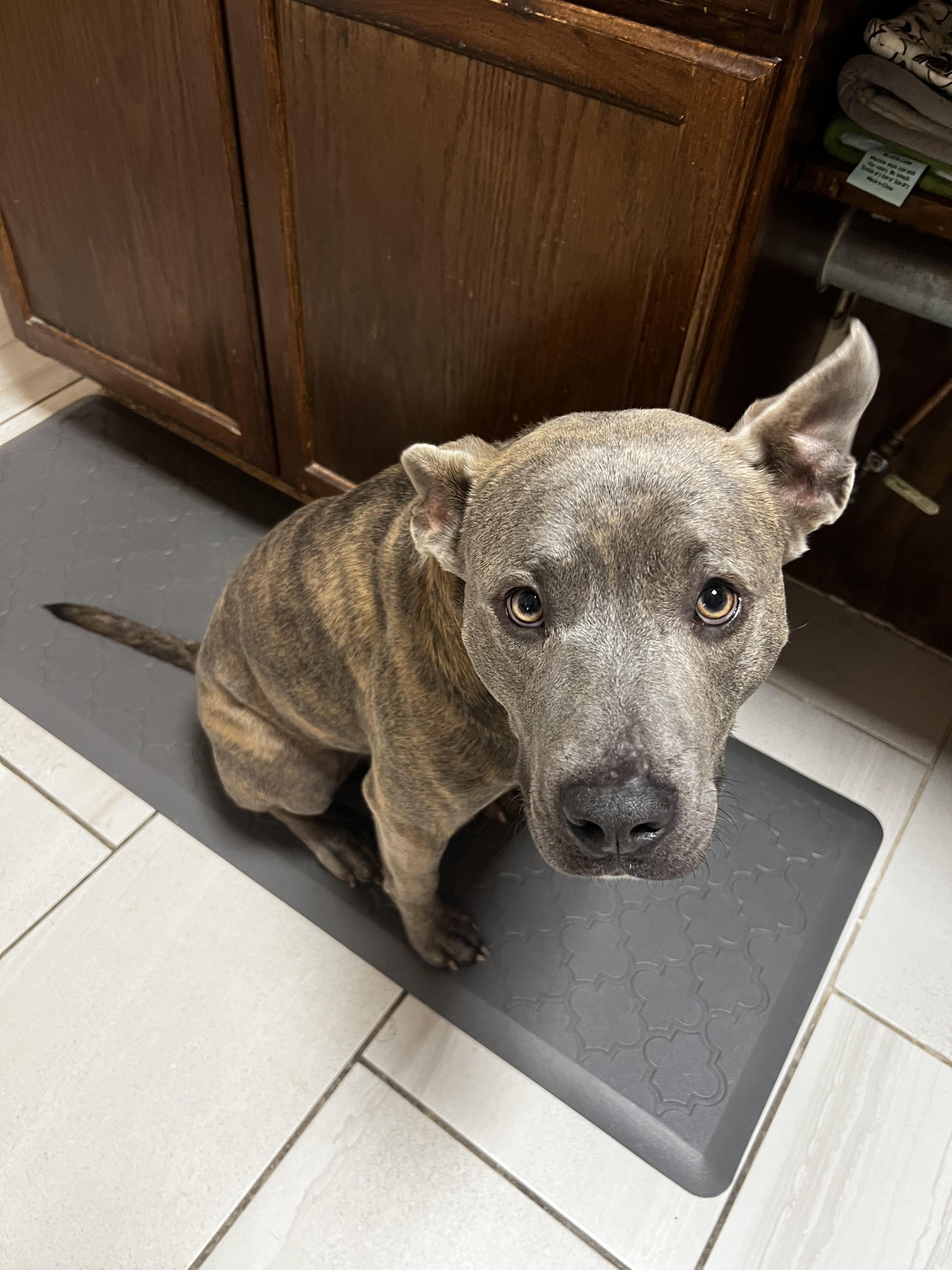 Enlarge Max, a Adoptable mixed breed in New York, NY image 4/5