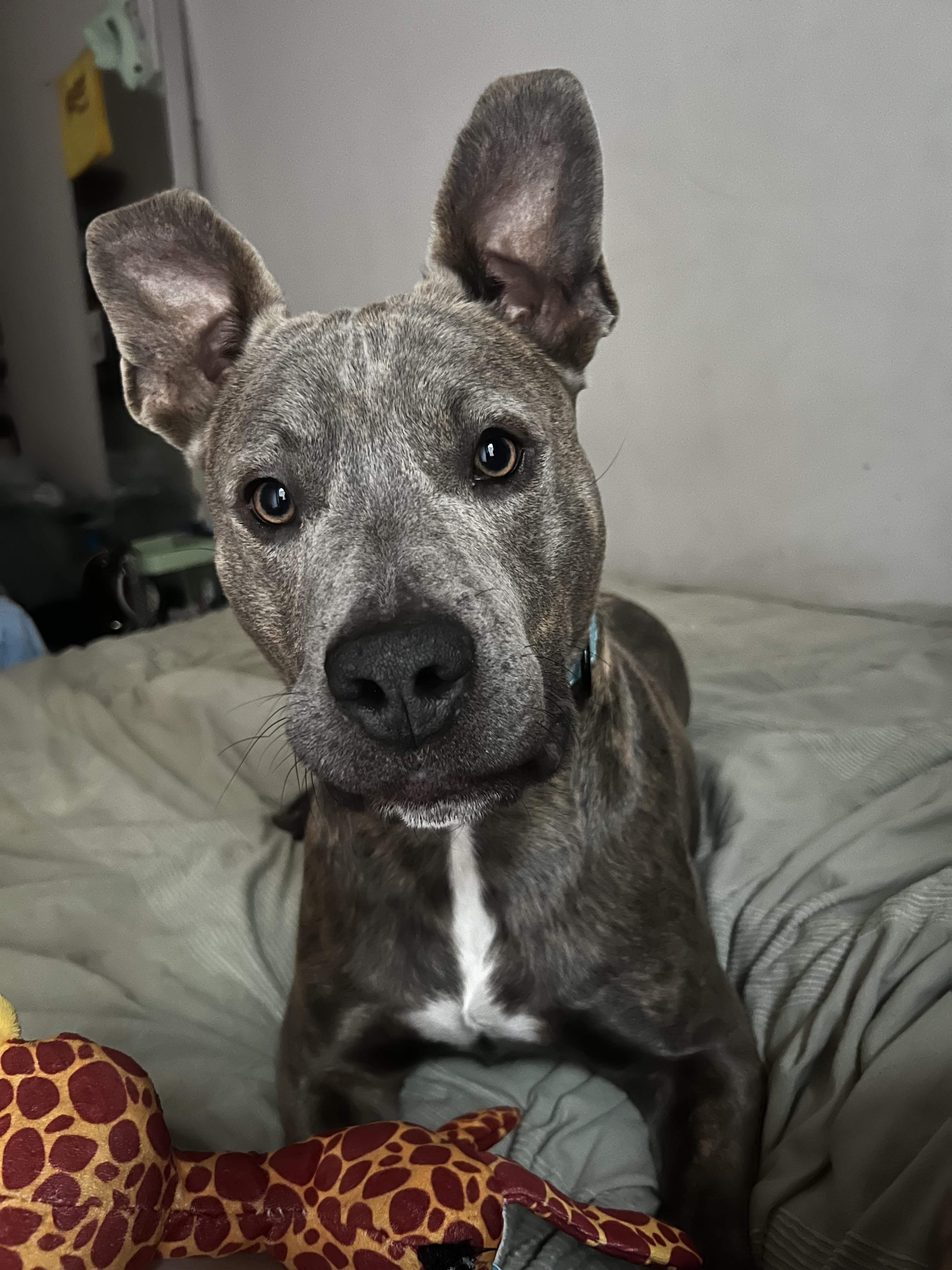 Enlarge Max, a Adoptable mixed breed in New York, NY image 5/5