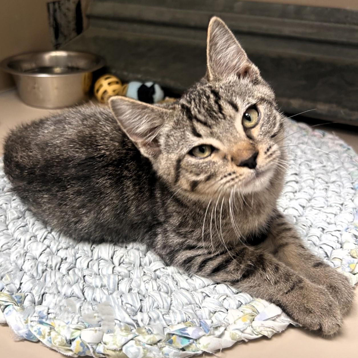 Enlarge 61612659, an adopted Domestic Short Hair in Elko, NV image 1/1