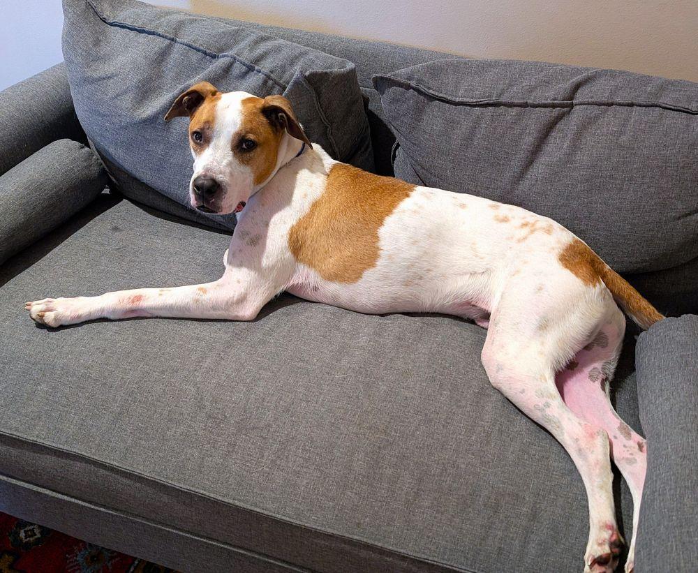 Enlarge Bruno, a Adoptable Mixed Breed in Alexandria, VA image 1/5