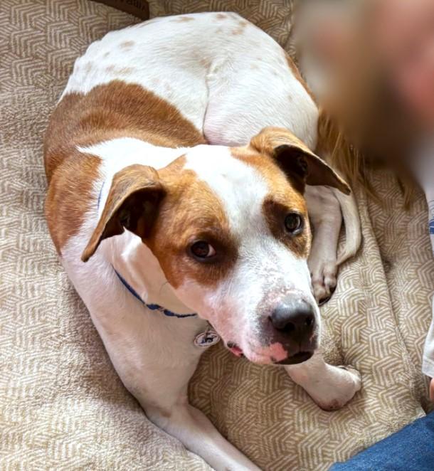 Enlarge Bruno, a Adoptable Mixed Breed in Alexandria, VA image 2/5