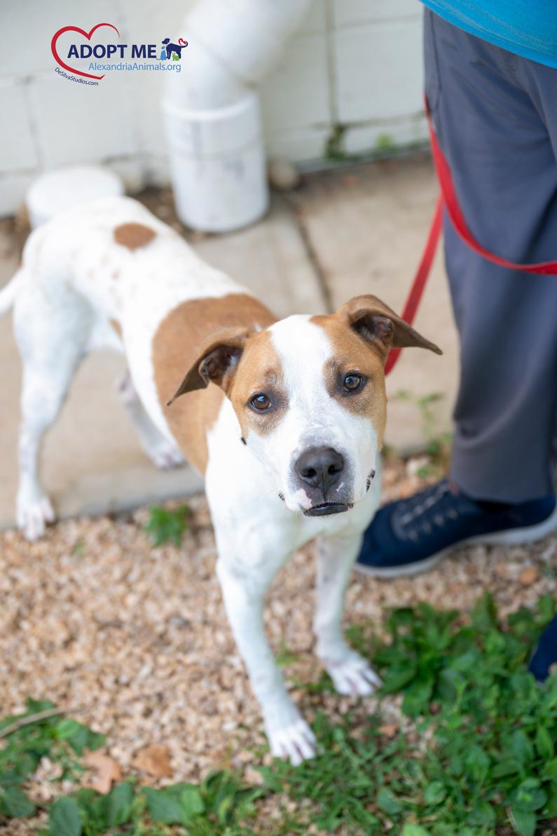 Enlarge Bruno, a Adoptable Mixed Breed in Alexandria, VA image 3/5
