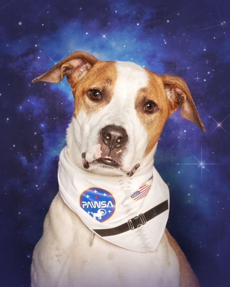 Enlarge Bruno, a Adoptable Mixed Breed in Alexandria, VA image 4/5