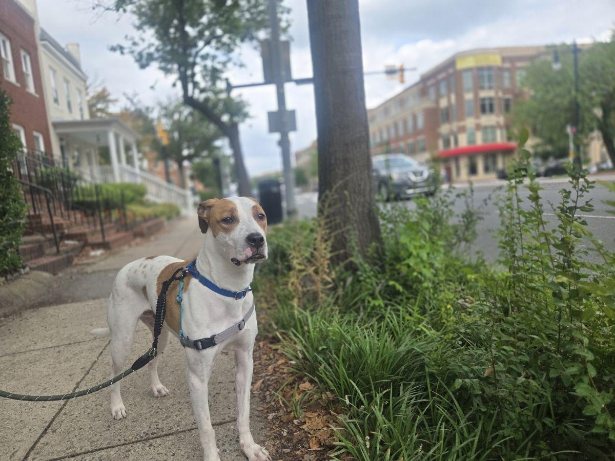 Enlarge Bruno, a Adoptable Mixed Breed in Alexandria, VA image 5/5