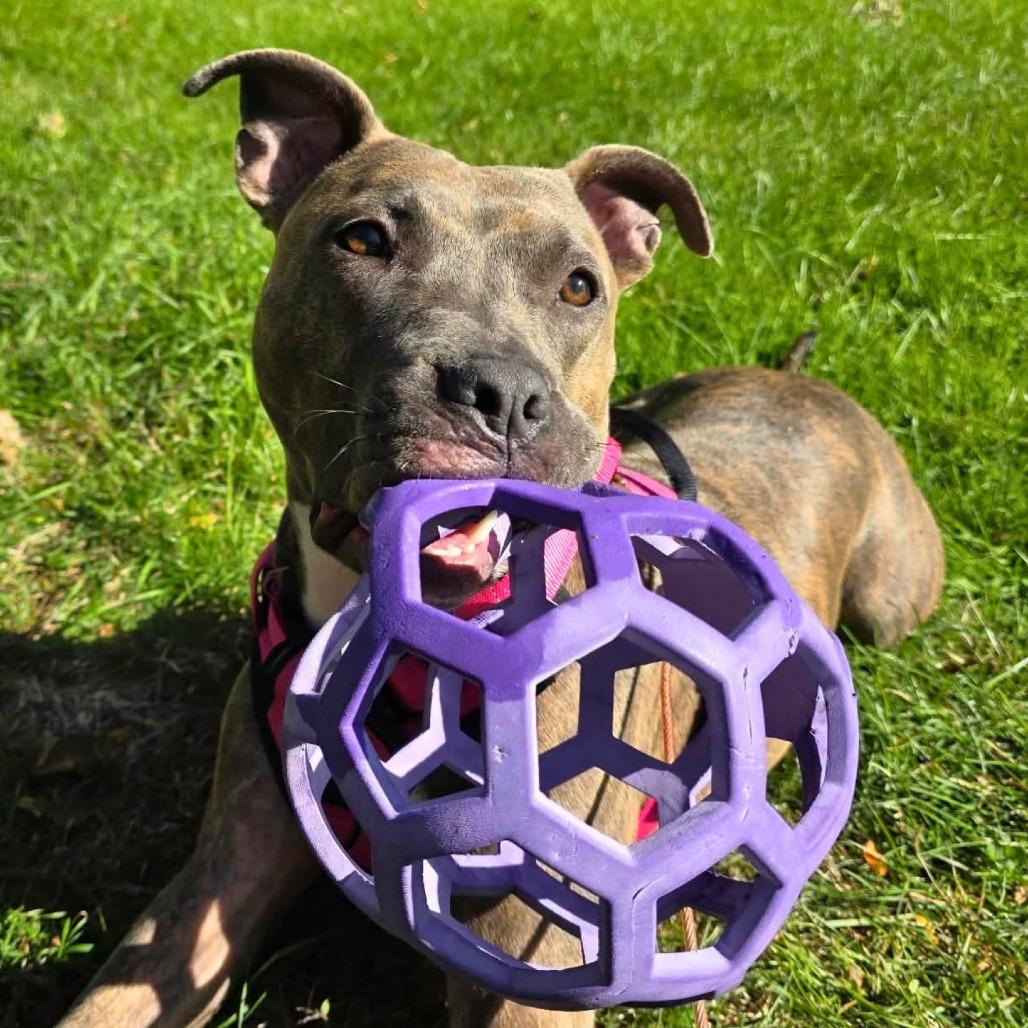 Meelah, Adoptable, Adult Female Mixed Breed.