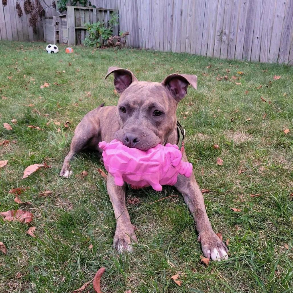 Enlarge Meelah, a Adoptable Mixed Breed in South Portland, ME image 1/5