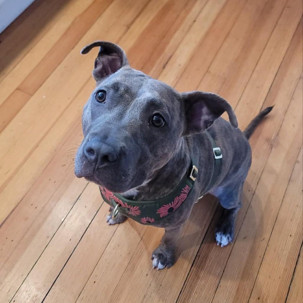 Enlarge Meelah, a Adoptable Mixed Breed in South Portland, ME image 2/5