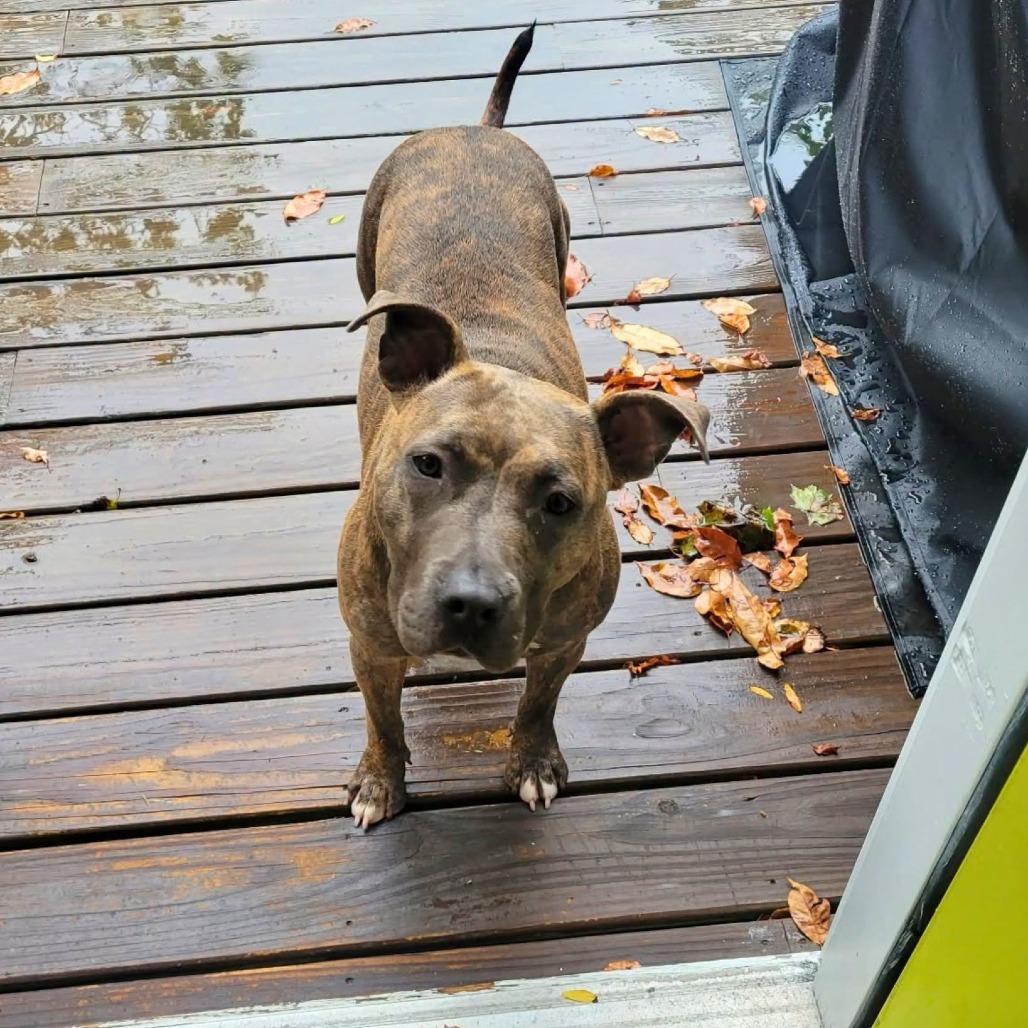 Enlarge Meelah, a Adoptable Mixed Breed in South Portland, ME image 3/5